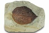 Fossil Leaf (Beringiaphyllum) - Montana #320216-1